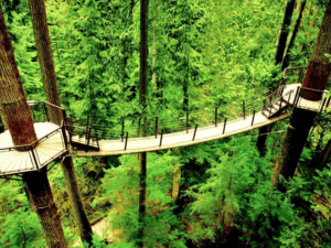 Banner of Tree Top Trekking Brampton